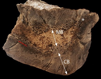 Illustration for article titled How to Tell if a Fossil T-Rex Is Pregnant